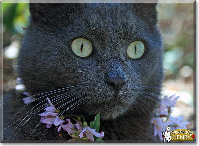 Henry, the Cat of the Day