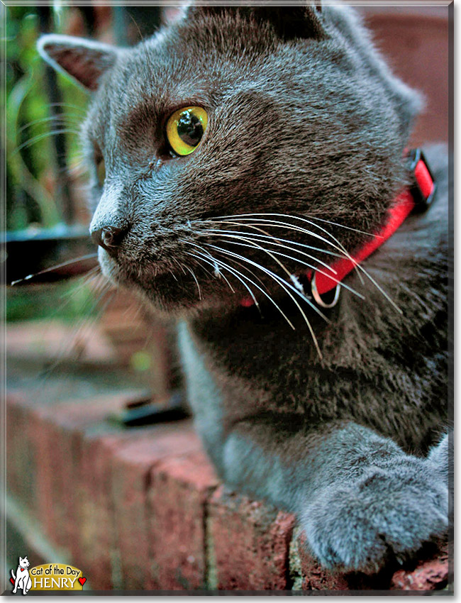 Henry, the Cat of the Day