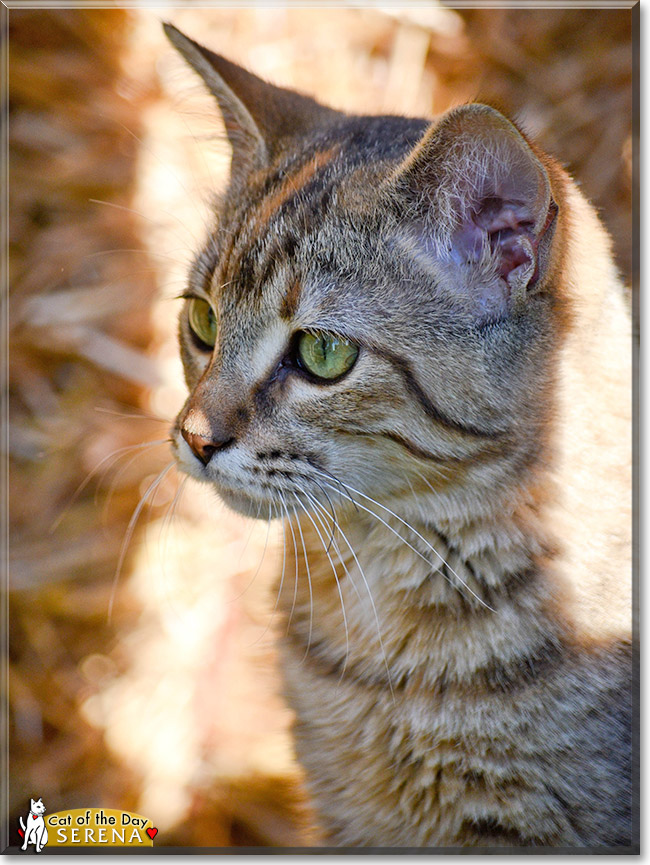 Serena, the Cat of the Day