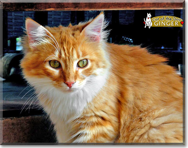 Ginger, the Cat of the Day