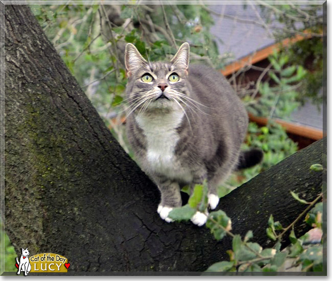 Lucy, the Cat of the Day