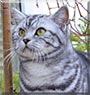 Giacomo the Tabby Shorthair