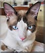 Amendoim the Siamese mix