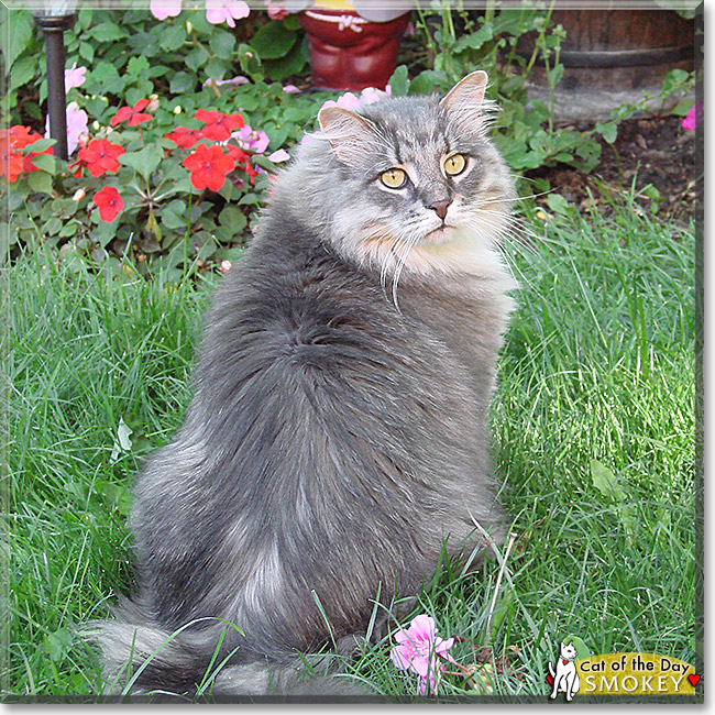 Smokey, the Cat of the Day