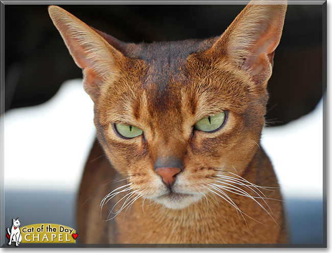 Chapel, the Cat of the Day