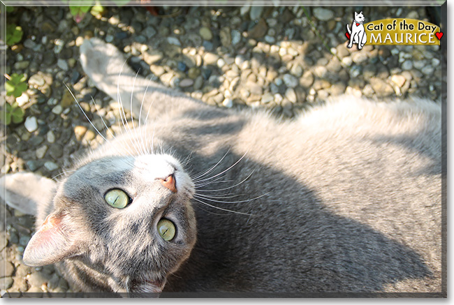 Maurice, the Cat of the Day