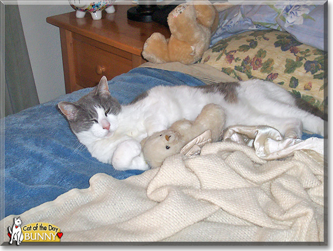 Bunny, the Cat of the Day