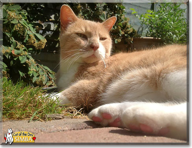 Simba, the Cat of the Day