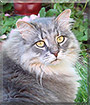 Smokey the Maine Coon Cat