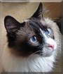 Christopher the Snowshoe, Ragdoll mix