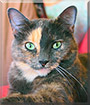 Dora the Tortoiseshell Cat