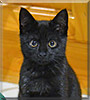 Iva Midnight the Domestic Shorthair