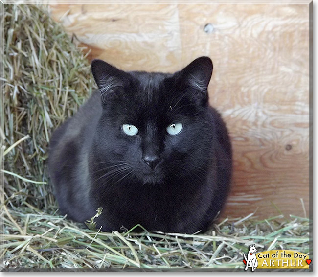 Arthur, the Cat of the Day