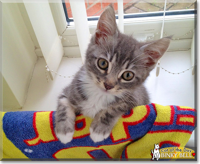 Binky Bell, the Cat of the Day