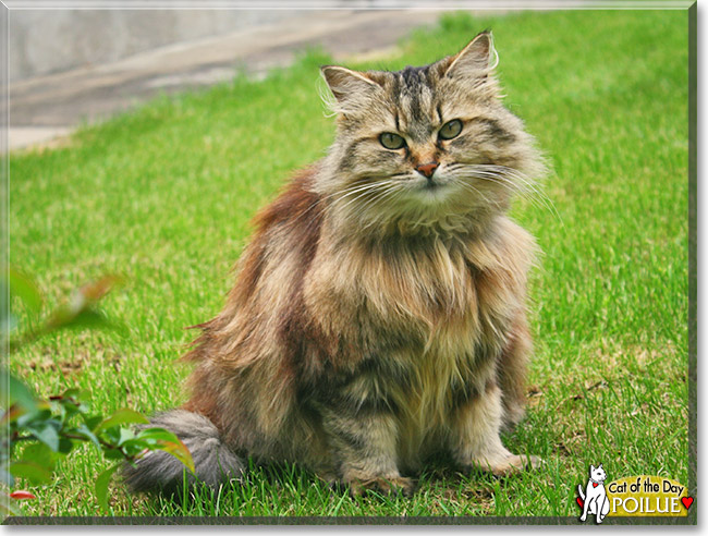 Poilue, the Cat of the Day