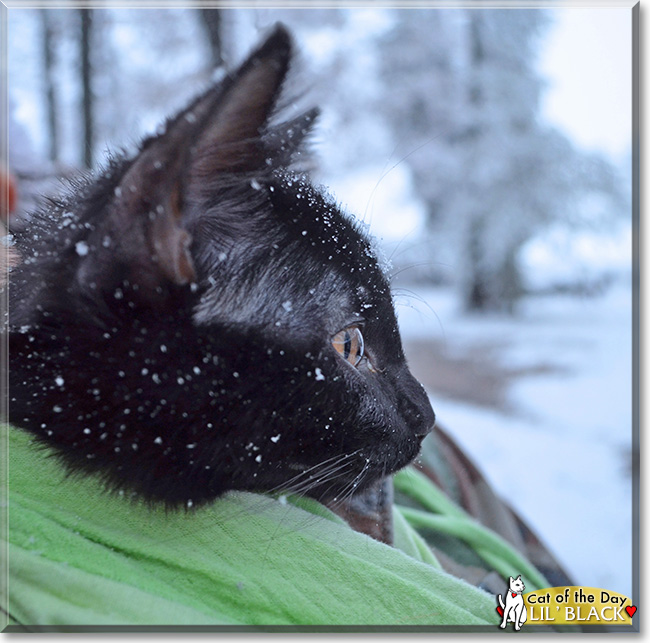 Lil' Black, the Cat of the Day