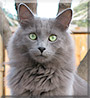 Pushkin the Nebelung