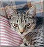 Henry the Tabby, Egyptian Mau