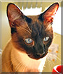 Sinatra the Siamese mix