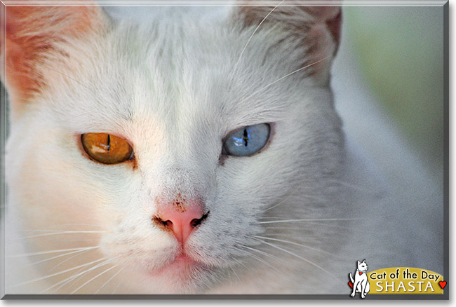 Shasta, the Cat of the Day