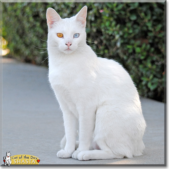 Shasta, the Cat of the Day