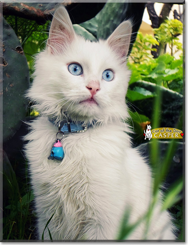 Casper, the Cat of the Day