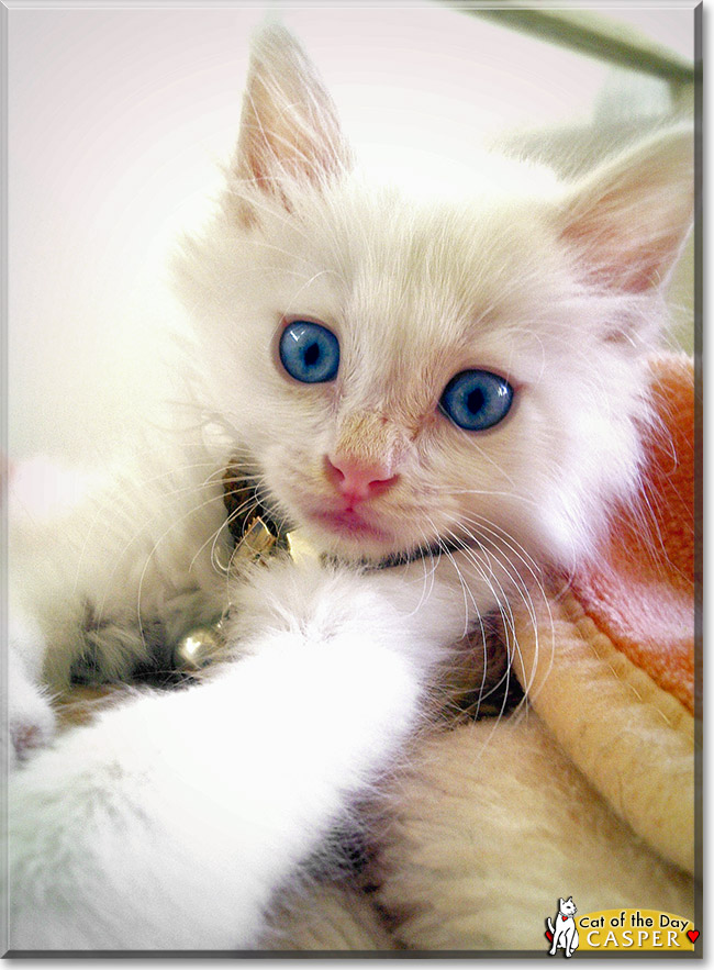 Casper, the Cat of the Day