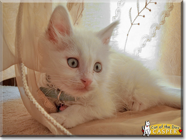 Casper, the Cat of the Day