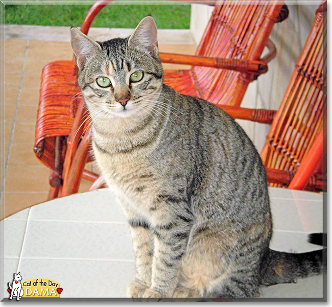 Dama, the Cat of the Day