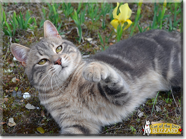 Blizzard, the Cat of the Day