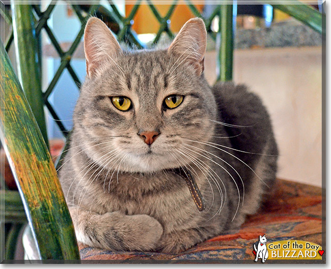 Blizzard, the Cat of the Day