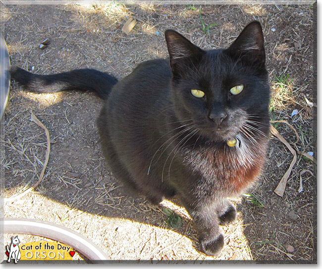 Orson, the Cat of the Day