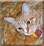 Daniel the Orange Shorthaired Tabby