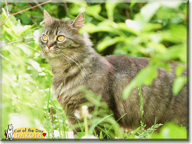 Dakota, the Cat of the Day