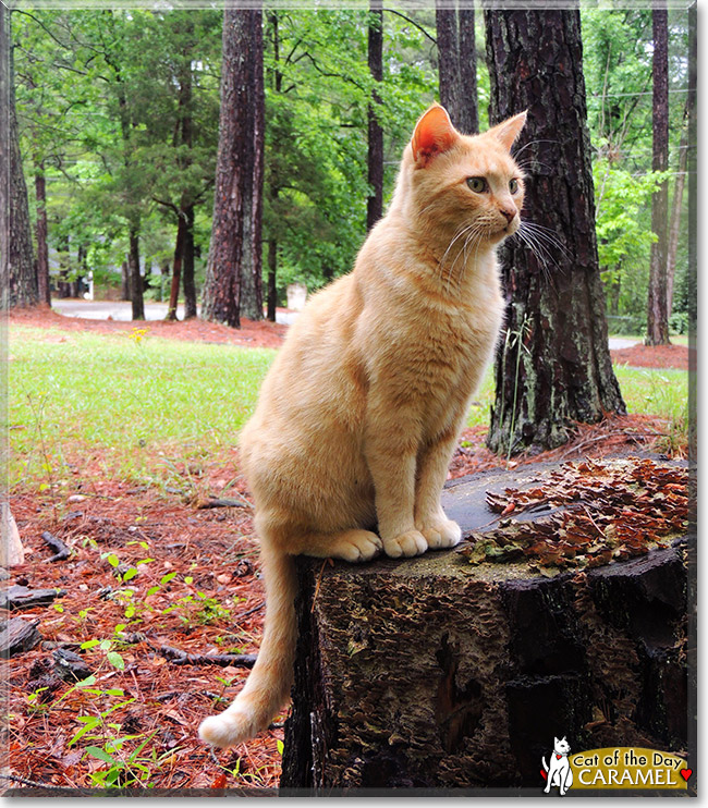 Caramel, the Cat of the Day