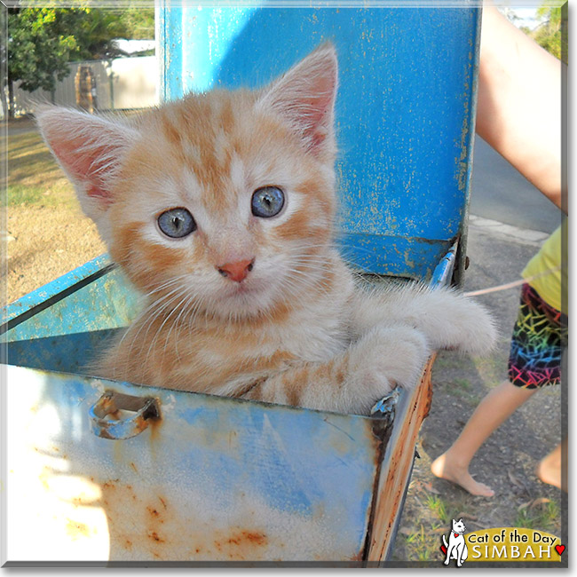 Simbah, the Cat of the Day