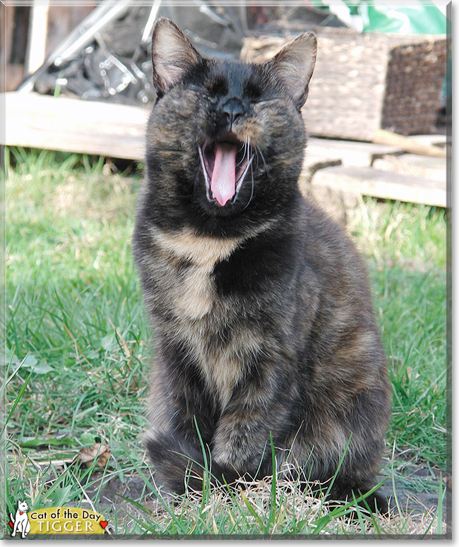 Tigger, the Cat of the Day