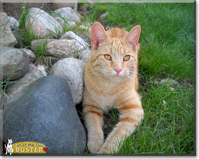 Buster, the Cat of the Day