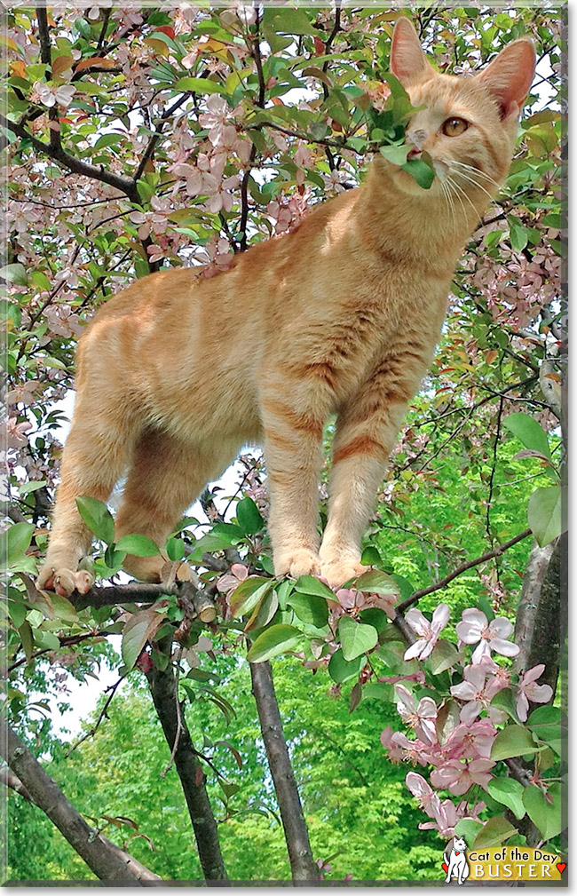 Buster, the Cat of the Day