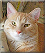 Jinxi the American Shorthair, Manx