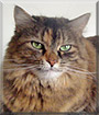 Autumn the Tortoiseshell Tabby