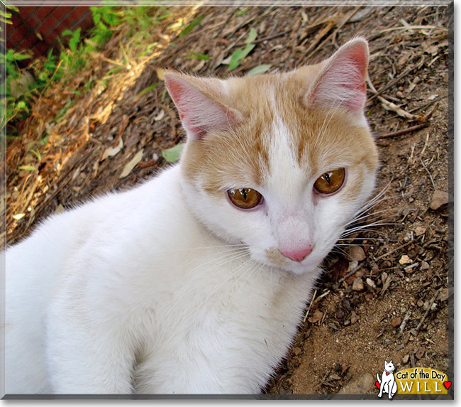 Will, the Cat of the Day