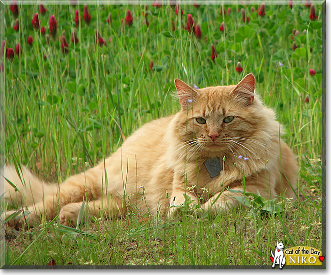 Niko, the Cat of the Day