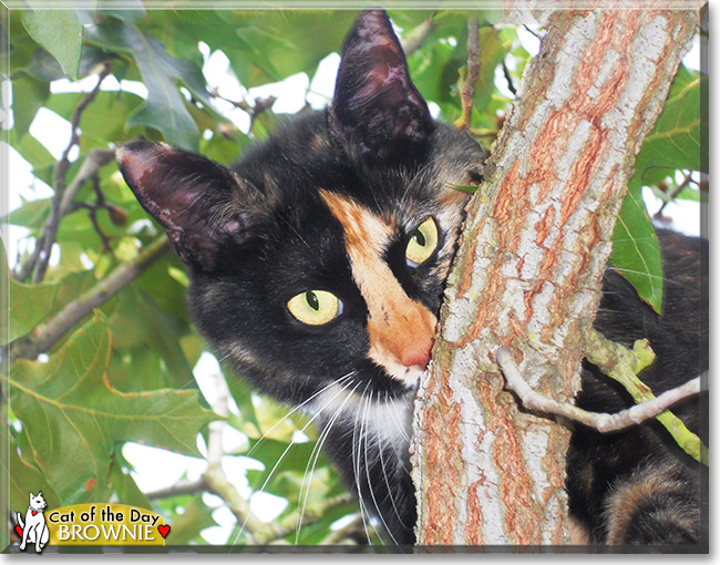 Brownie, the Cat of the Day