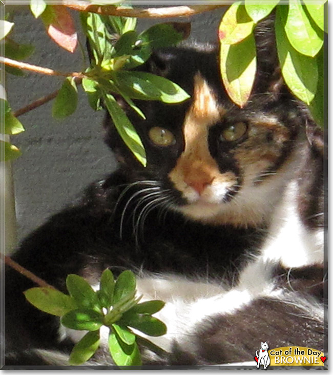 Brownie, the Cat of the Day