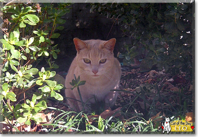 Leo, the Cat of the Day