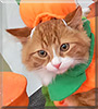 Tuffy the Orange and White Cat