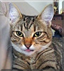 Kella the Tabby