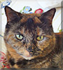 Tootsie Belle the Tortoishell Shorthair