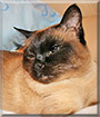 Gizika the Siamese Cat